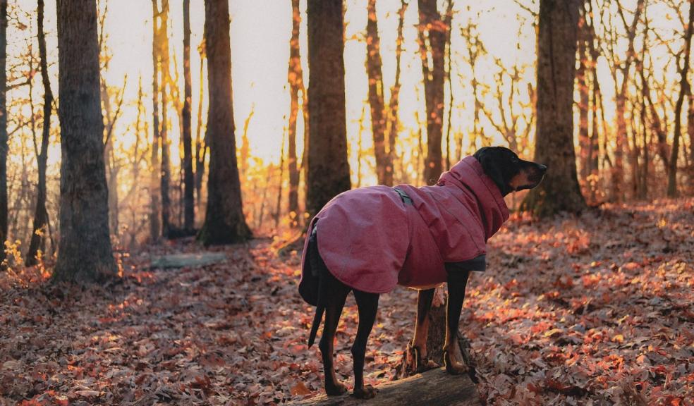 Dog in a coat Dog in a coat