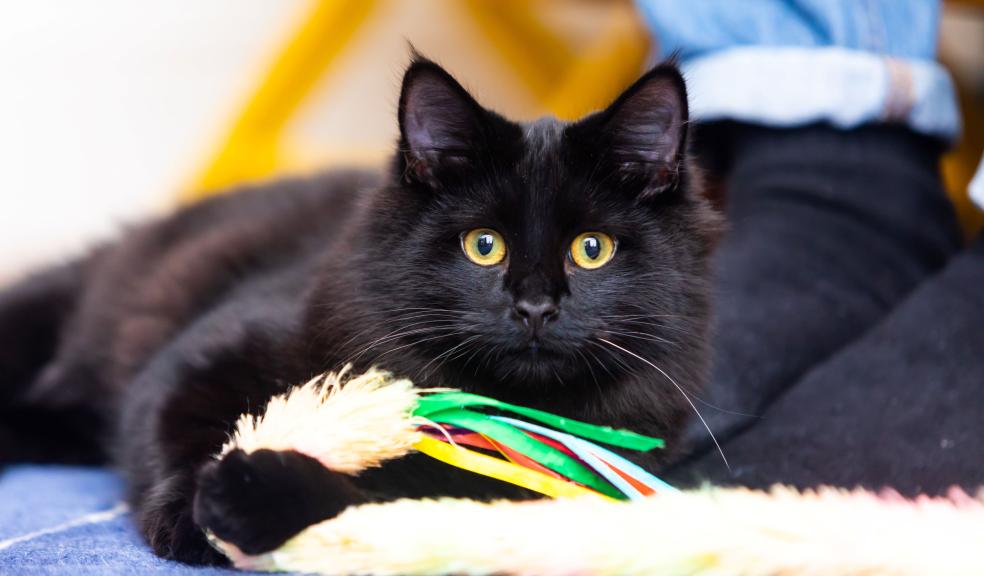 A black cat A black cat