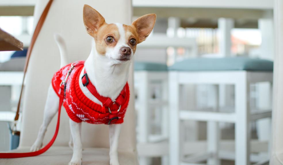 Dog in a Christmas jumper Dog in a Christmas jumper
