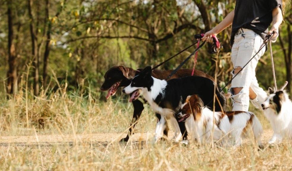 Dogs being walked Dogs being walked