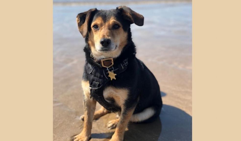 Albus on a Beach Day Albus on a Beach Day