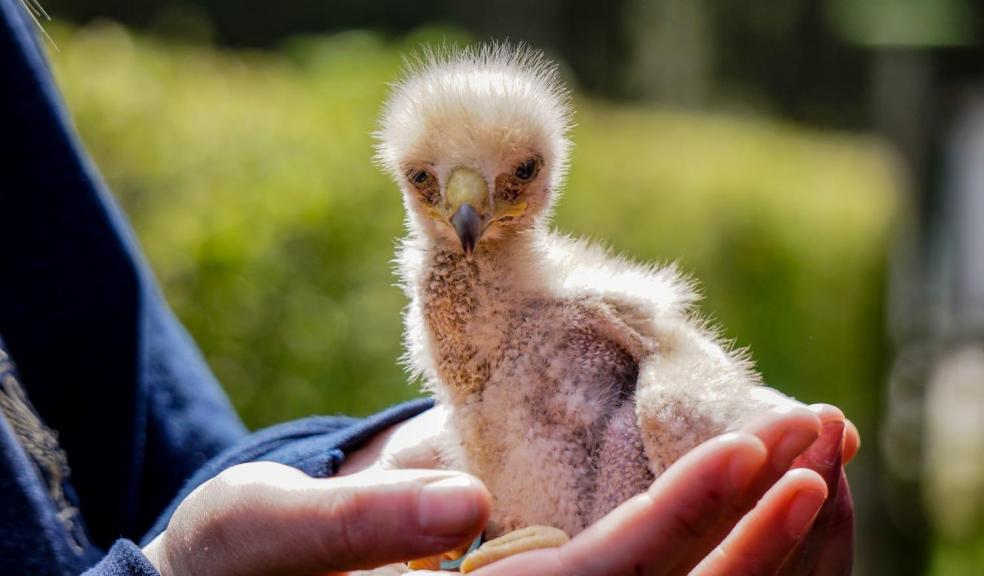Baby Harris Hawk Baby Harris Hawk