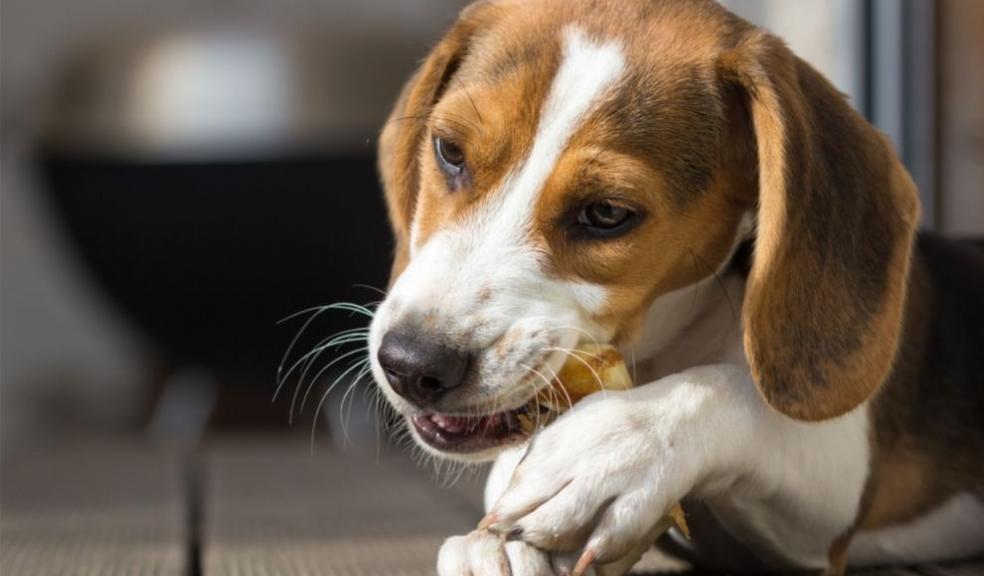Beagle chewing on a treat Beagle chewing on a treat
