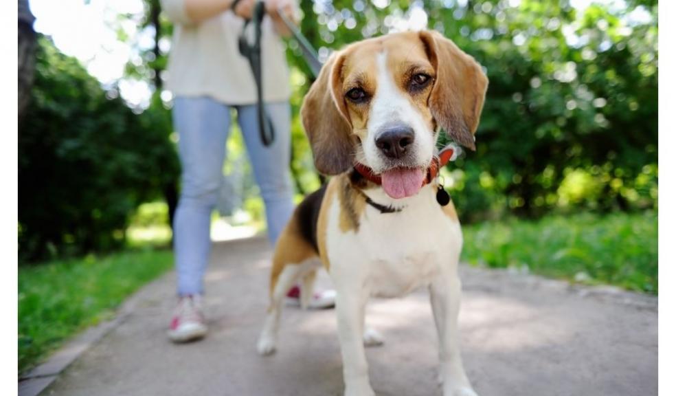 Beagle dog Beagle dog