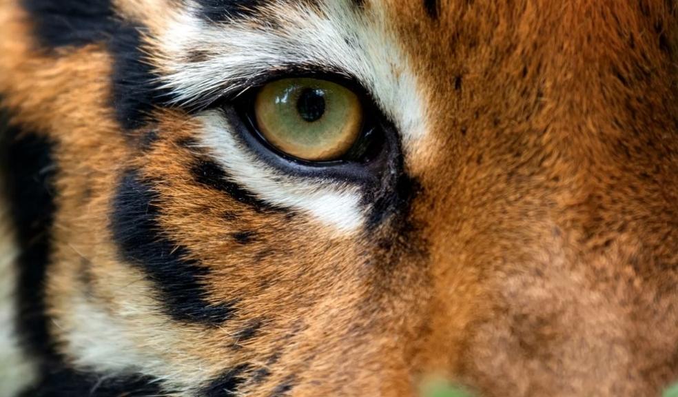 Bengal tiger Bengal tiger