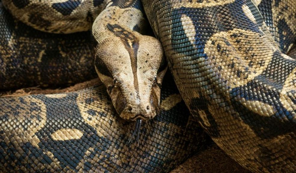 Boa constrictor Boa constrictor