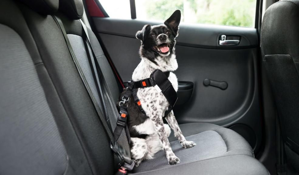 A dog safely restrained in a car A dog safely restrained in a car