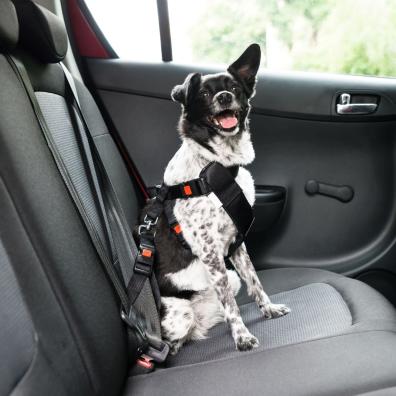 A dog safely restrained in a car