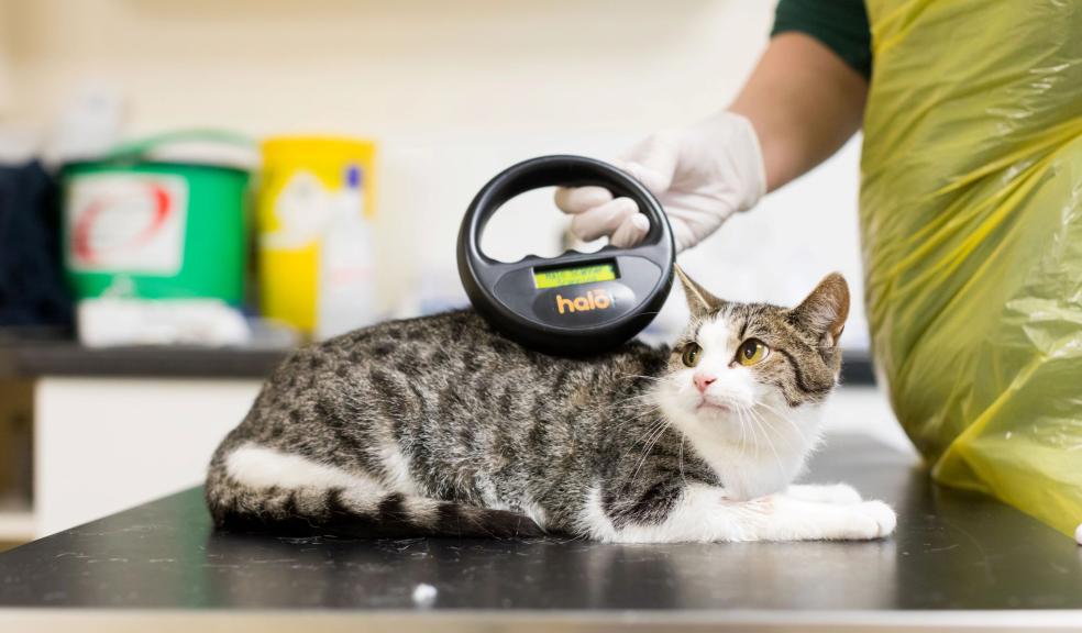 Cat being scanned for a microchip Cat being scanned for a microchip