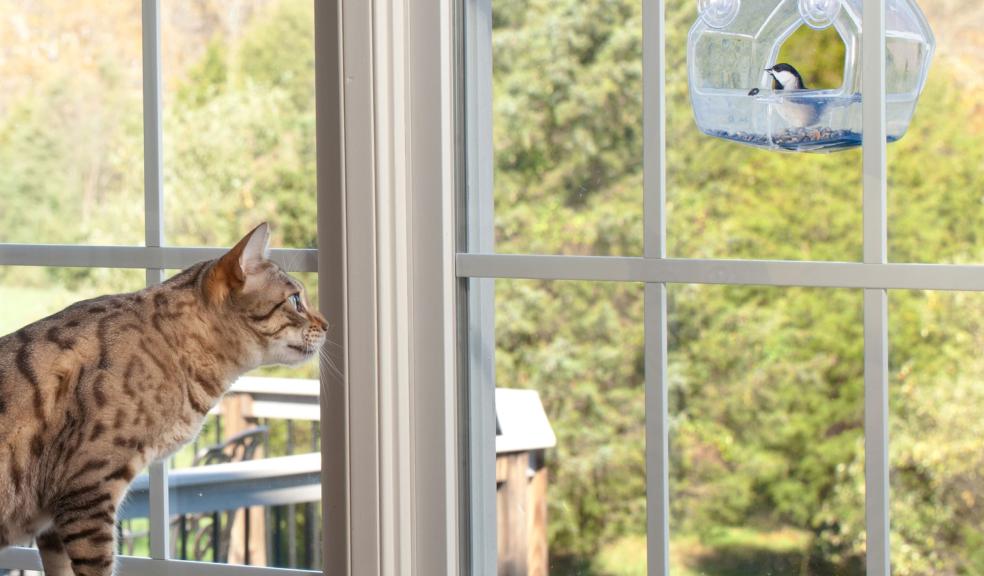 A cat watching a bird A cat watching a bird