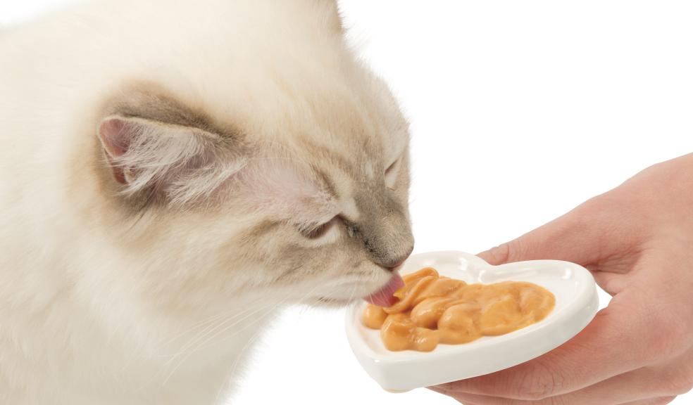 A cat eating Valentines treats A cat eating Valentine's treats