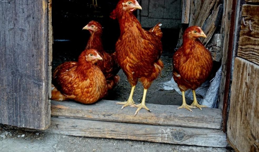 Chickens