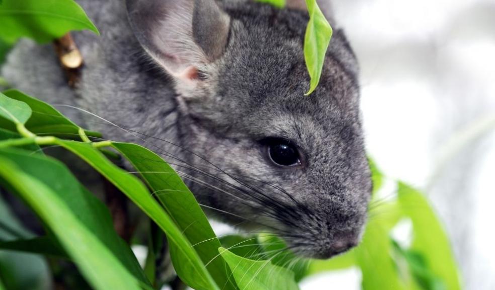 Grey Chinchilla Grey Chinchilla