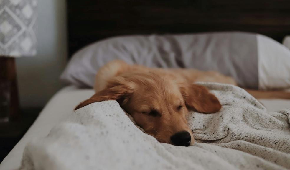 Sleeping dog Sleeping dog