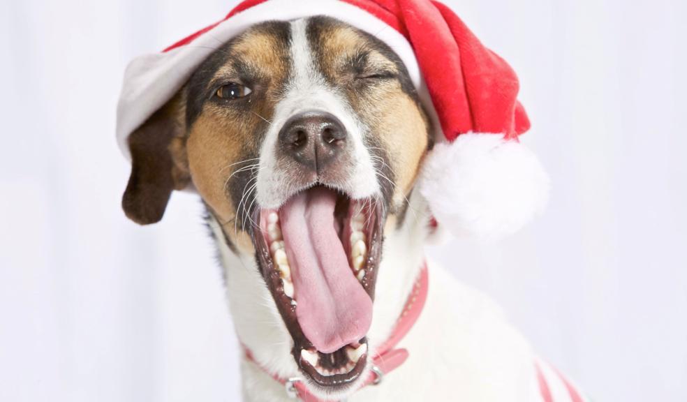 Dog in a Christmas hat Dog in a Christmas hat