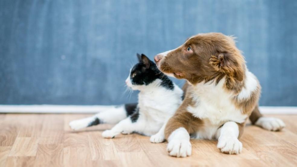 Dog & cat Dog & cat
