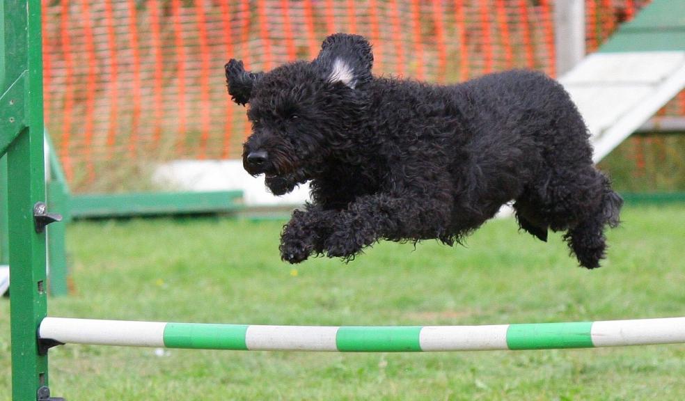 Dog agility Dog agility