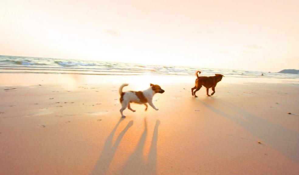 Dogs running on the beach Dogs running on the beach