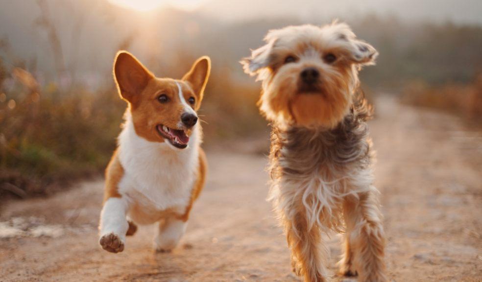 Dogs running Dogs running