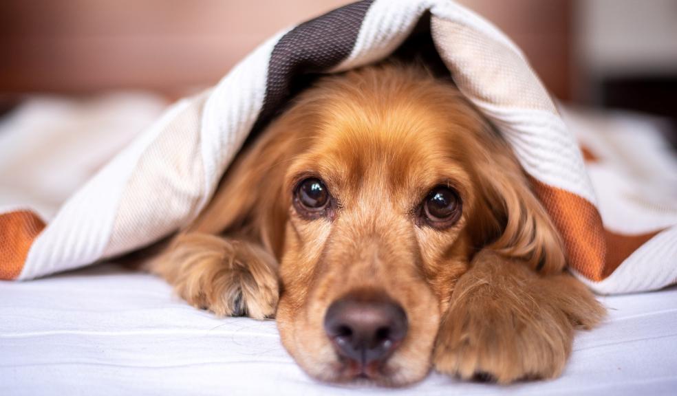 A dog in a bed A dog in a bed