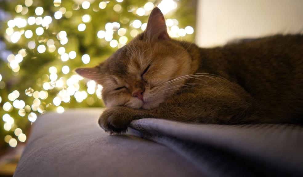 A sleeping cat at Christmas A sleeping cat at Christmas