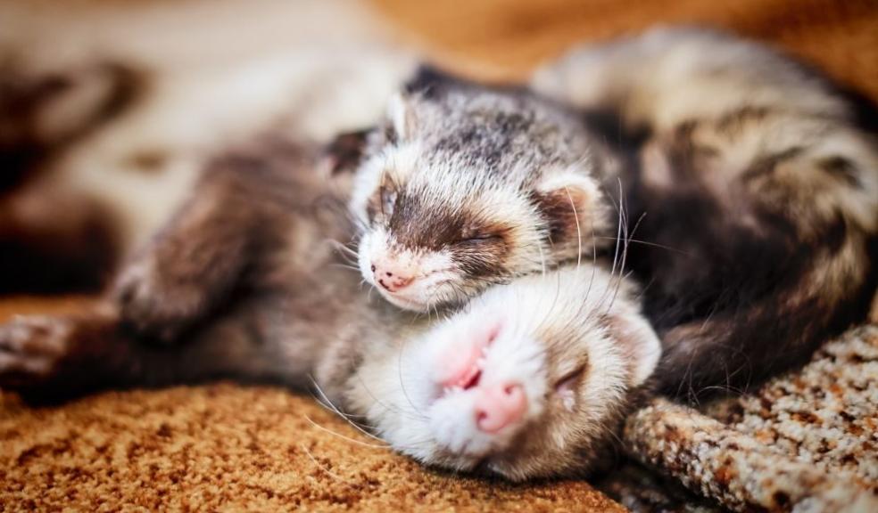 Ferrets Ferrets