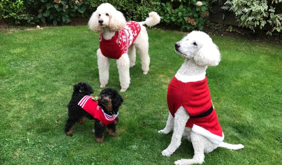 Festive poodles Festive poodles