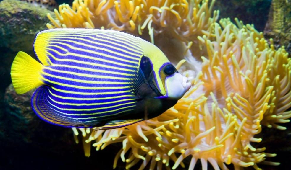 Fish-angel or Fish-emperor and Actinia Fish-angel or Fish-emperor and Actinia