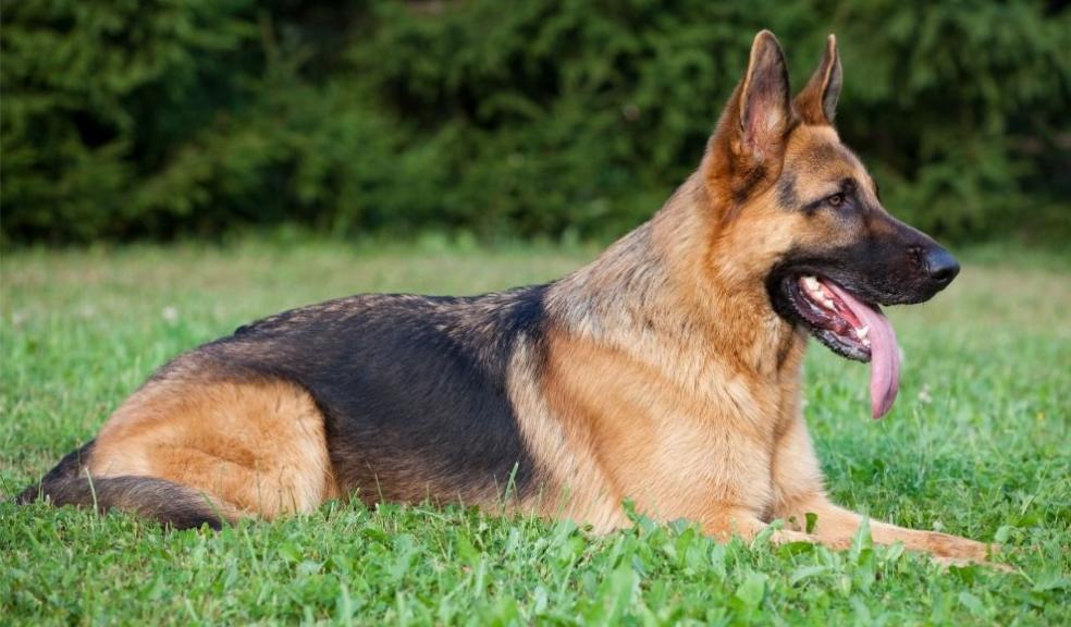 German Shepherd German Shepherd