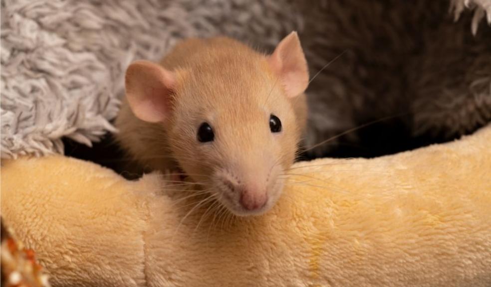 Golden Pet Rat Golden Pet Rat
