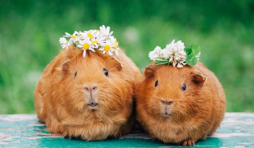 Guinea pigs Guinea pigs