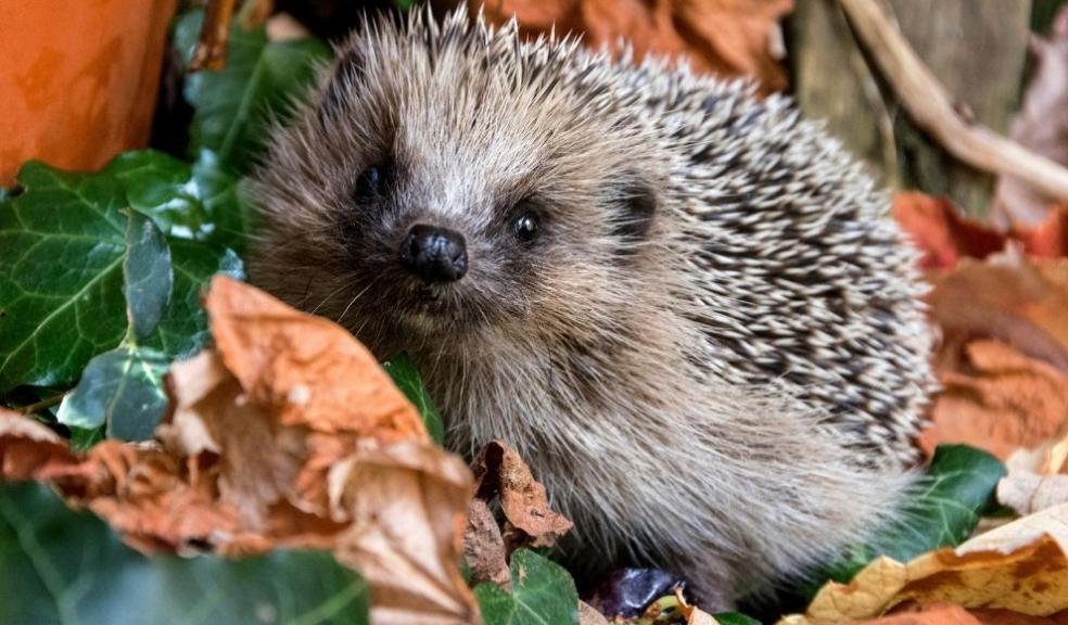 Hedgehog Hedgehog