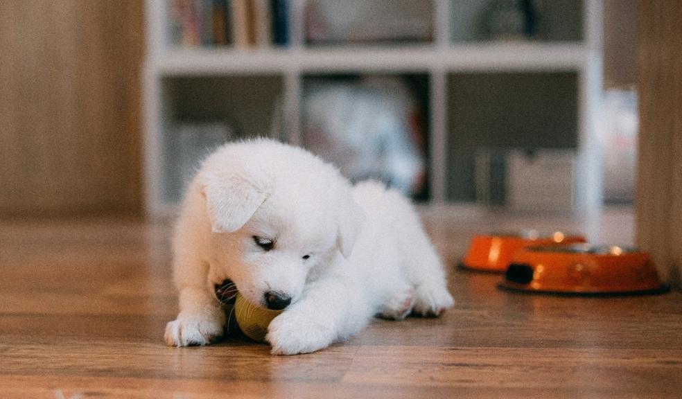A white puppy plays with a ball A white puppy plays with a ball