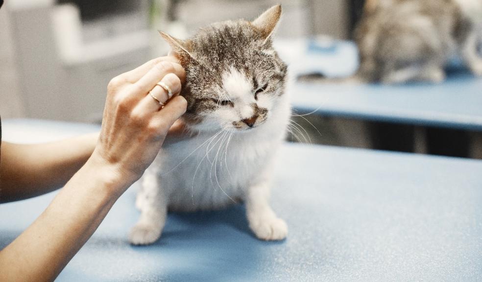 A kitten on a vet's table A kitten on a vet's table