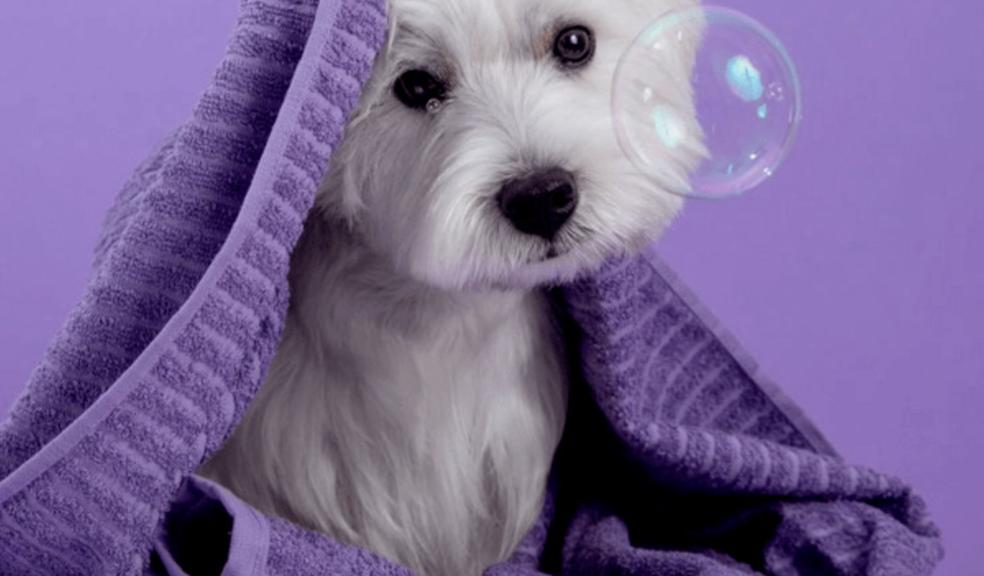 Dog Grooming Tips to Keep Your Best Friend Healthy and Happy #PamperedPooch #PetFriendlyJourneys #CanineCalming #MotionSicknessSolutions #OnTheRoadWithFido #Heal