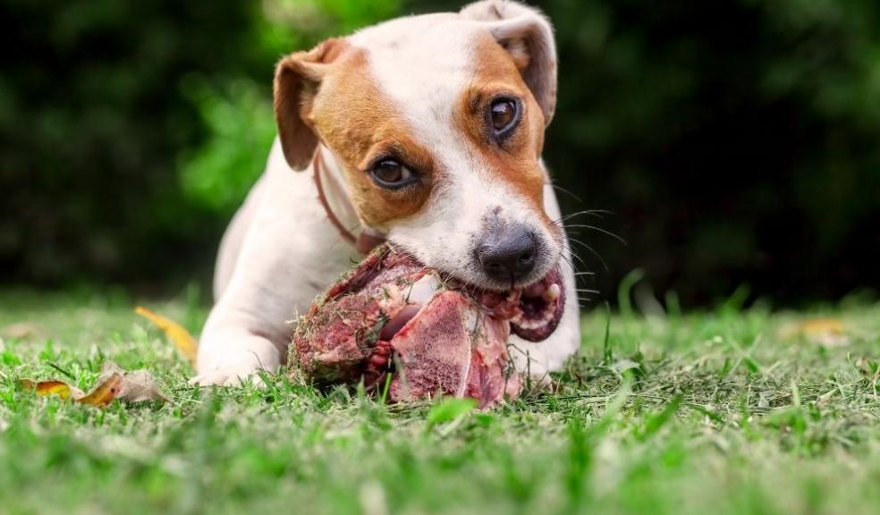 Jack Russell Terrier Jack Russell Terrier Dog Eat A Raw Bone