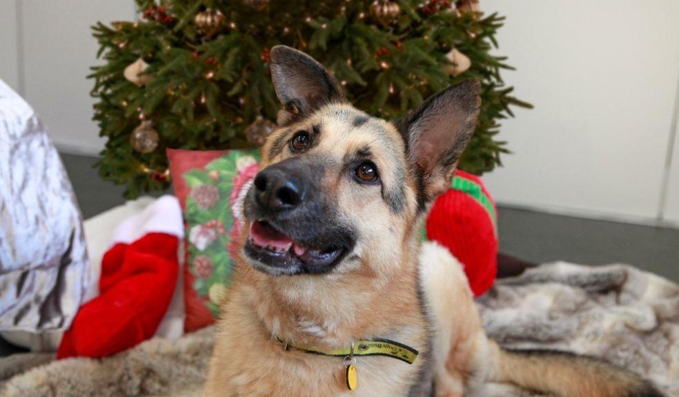 German Shepherd at Christmas German Shepherd at Christmas