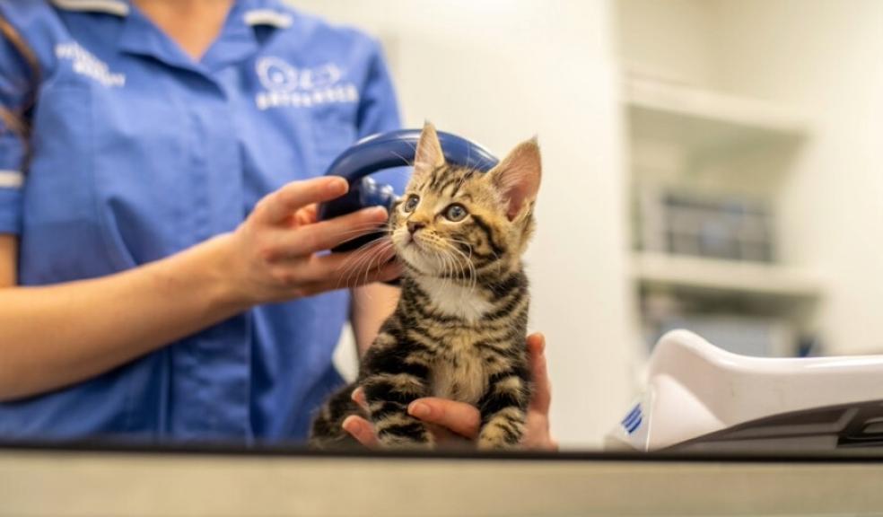 kitten being scanned for a microchip by nurse kitten being scanned for a microchip by nurse