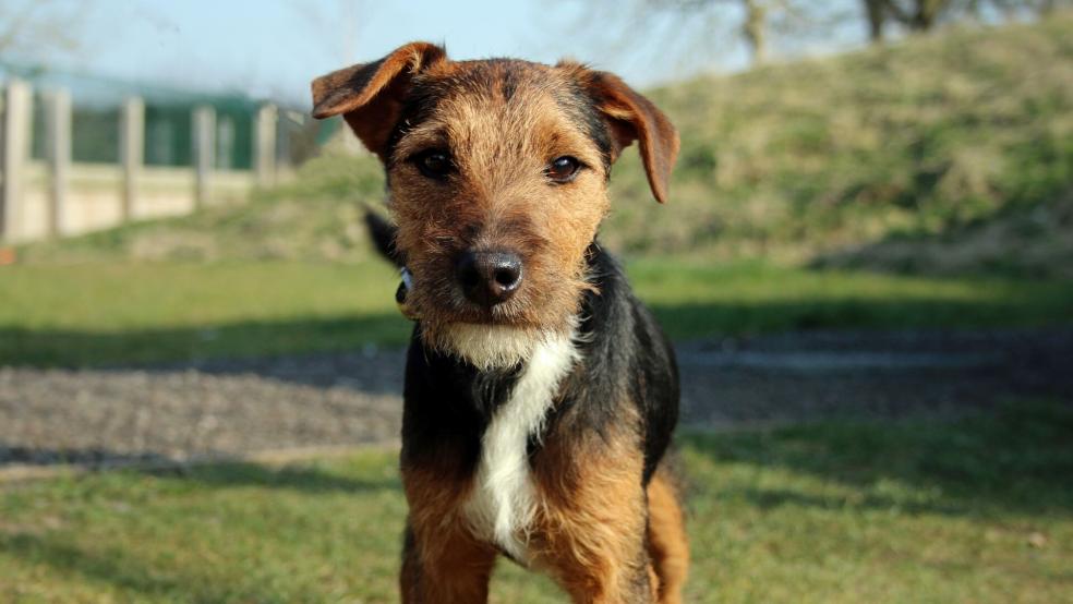 Crossbreed puppy outside Crossbreed puppy outside