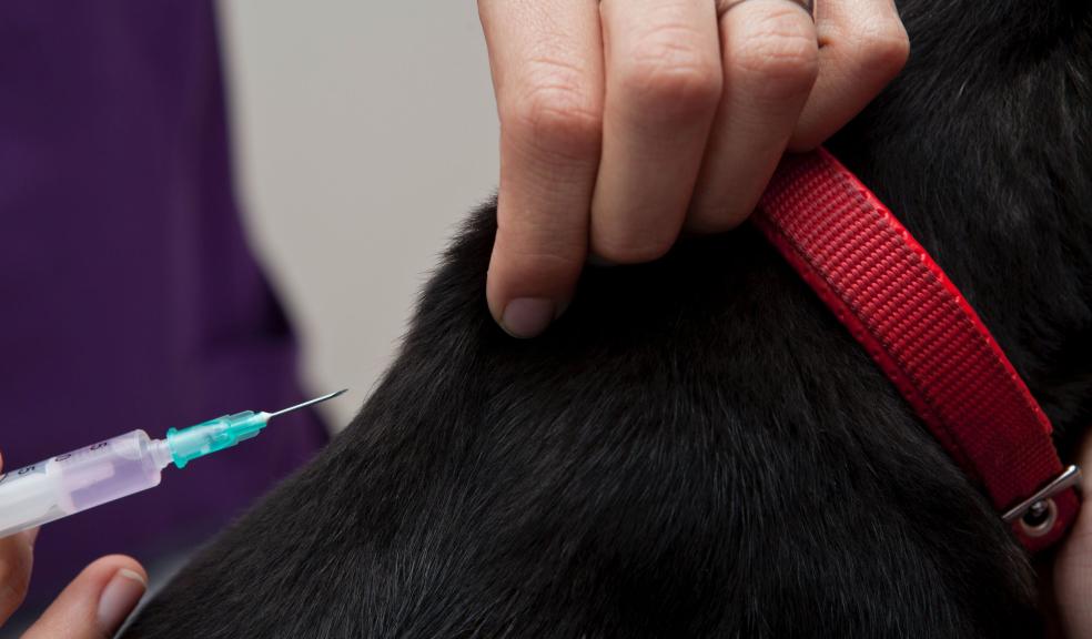 Close-up Photo of Pet being injected with Medicine Close-up Photo of Pet being injected with Medicine
