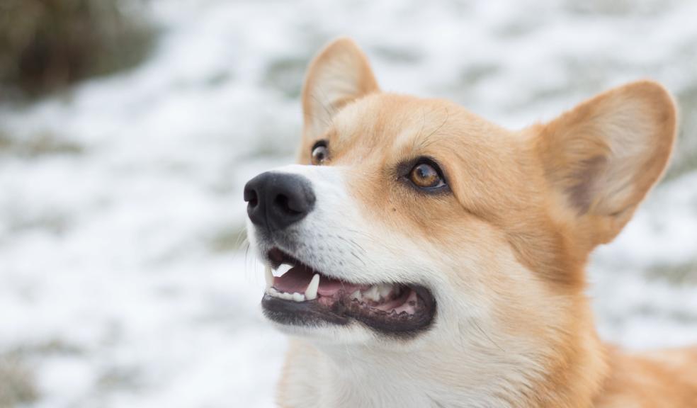 A dog in the snow A dog in the snow