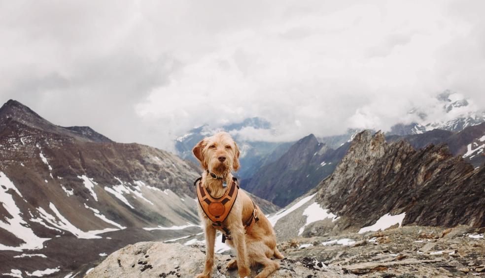 Dog in Mountains in Winter Dog in Mountains in Winter