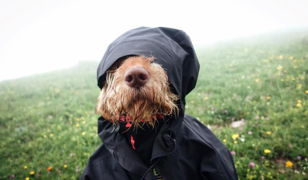 Dog Dressed in Jacket Dog Dressed in Jacket