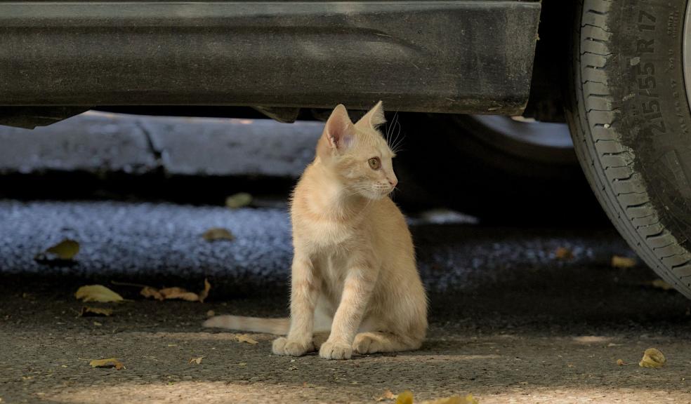 Cat under a car Cat under a car