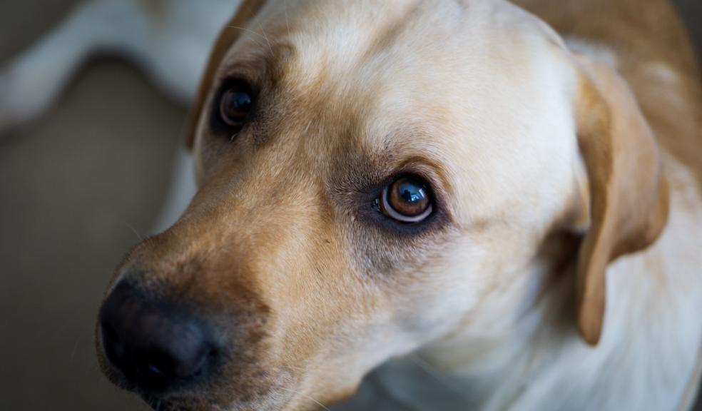An anxious looking dog An anxious looking dog