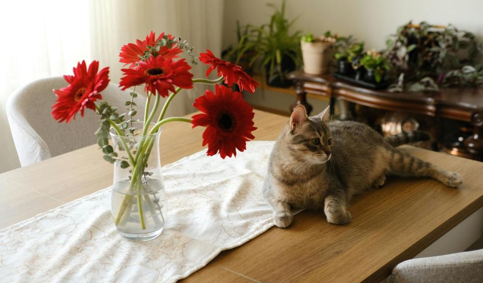 Cat Lying on Table next to Vase with Flowers Cat Lying on Table next to Vase with Flowers