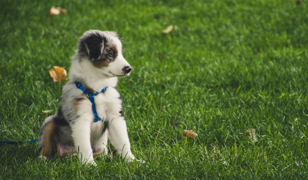 White and Gray Australian Shepherd Puppy Sitting on Grass Field White and Gray Australian Shepherd Puppy Sitting on Grass Field