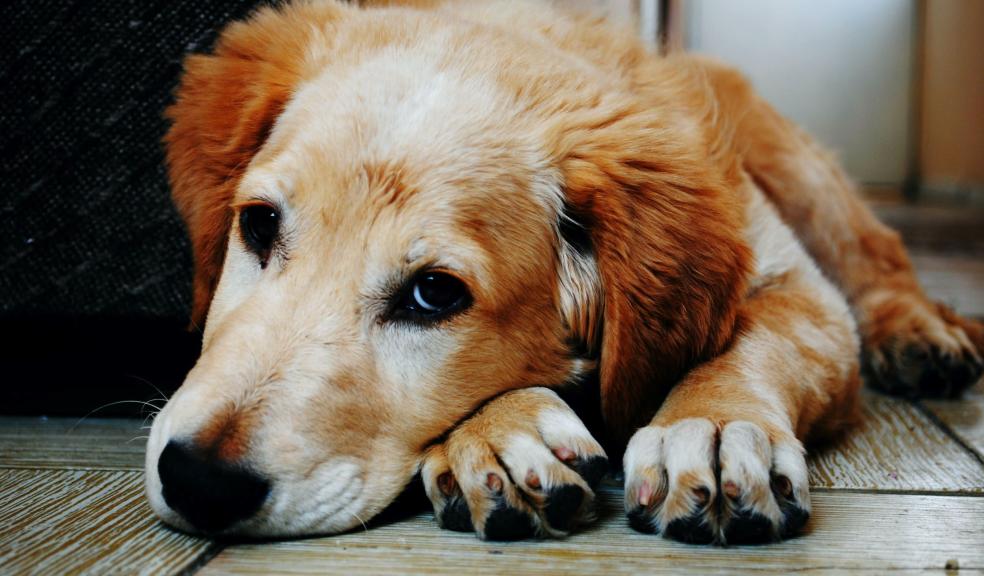 Tan and White Short Coat Dog Laying Down in a Brown Wooden Floor Tan and White Short Coat Dog Laying Down in a Brown Wooden Floor