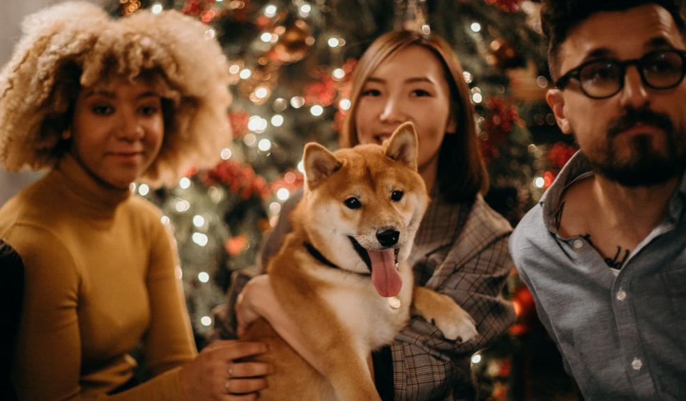 A dog at Christmas A dog at Christmas