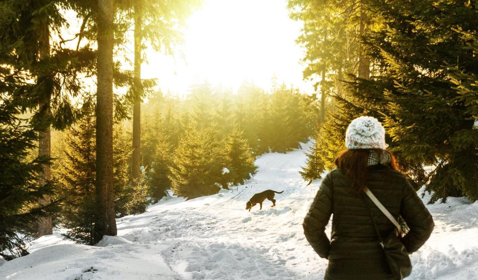 Rear View of Woman in Snow Covered Forest Rear View of Woman in Snow Covered Forest